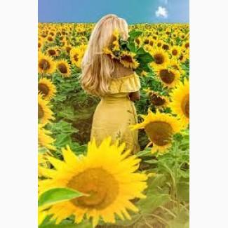 Куплю Соняшник По всій Україні