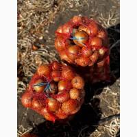 Продам цибулю Медузу ціна договірна