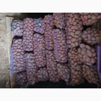 Продам товарну та посадкову картоплю Лабелла