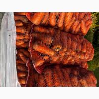 Продам велику моркву