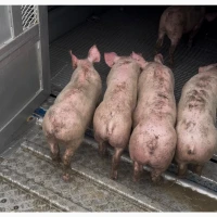 Продам поросят ГИНЕТИКА PIC