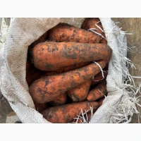 Продам моркву