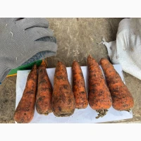 Продам моркву