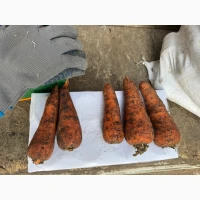 Продам моркву