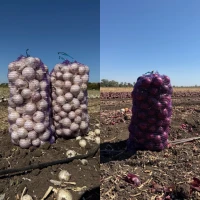 Продам цибулю білу там марс