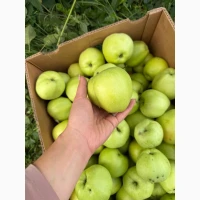 Продам яблука Голден