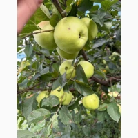 Продам яблука Голден