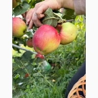 Продам яблука Голден