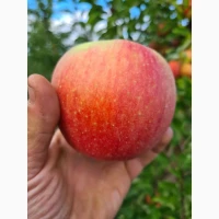 Продам яблука сорти-Чемпіон, Моді, Флорина, Чернівецька обл., Сокирянський р-н, с.Романків