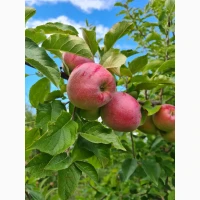 Продам яблука сорти-Чемпіон, Моді, Флорина, Чернівецька обл., Сокирянський р-н, с.Романків