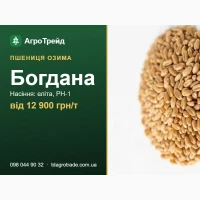 Купити насіння пшениці Богдана - еліта, РН-1, документи | від 12 900 грн/т