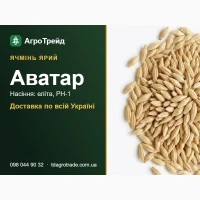 Насіння: ячмінь ярий Аватар - еліта, РН-1