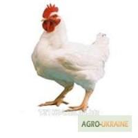 Бройлера домашние продам. кобб