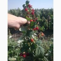 Продам Саженцы малины ремонтантной, Ежевики безколючковой. недорого с поля. Отправлю