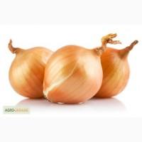 Куплю Цибулю