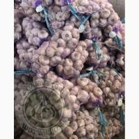 Посадковий матеріал часнику, часник першої репродукції