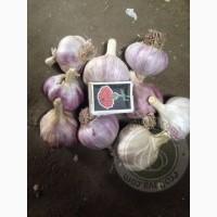 Посадковий матеріал часнику, часник першої репродукції