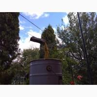 Продам пчеломатки кавказянки