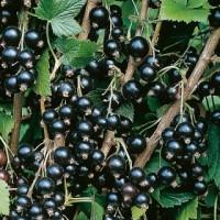 Продам элитные саженцы сортовой черной и красной смородины