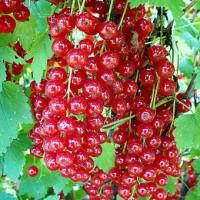 Продам элитные саженцы сортовой черной и красной смородины