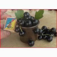 Продам элитные саженцы сортовой черной и красной смородины
