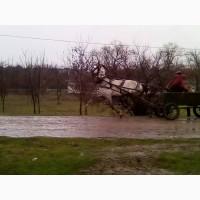 Продам Орловского жеребца