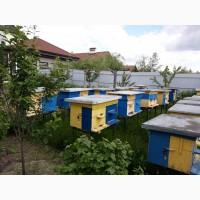Продам улики с пчелами