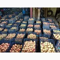 Абрикос колибр