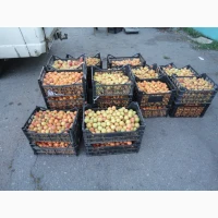 Абрикос колибр