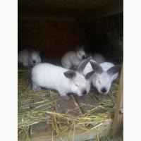 Крольчата 2 мес. разных пород