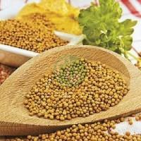 Продам гірчицю білу оптом