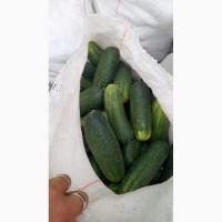 Продам огурец Мак-Доналс
