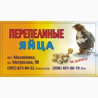 Продам перепелиные яйца