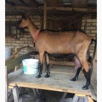 Продам двух Альпийских козочек, первая лактация, внучки Рефлета