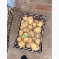 Продам картофель сорт Ривьера вторая посадка