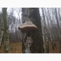 Продам гриб трутовик (березовый)