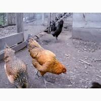 Инкубационное яйцо кур Амераукан, серебро, пшенично голубой