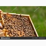 Продам пчелосемьи, отводки Киевская об