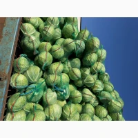 Продаєм капусту оптом