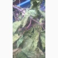 Продам тутовник кору корни веточки (шелковица черная)