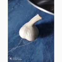 Продам товарный чеснок