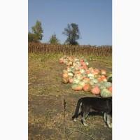 Продам тыкву крупноплодную и мускатную