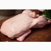 Мясо домашней утки/гуся Винницкая область