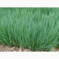 Продам зелень лука сорт штудгарден