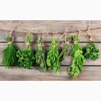 Продаж :: Зелень (в пучках) :: -кріп зелений - 20 грн/кг -петрушка - 25 грн/кг -Львів