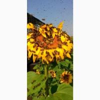 Продам пчолсемй