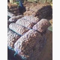 Продам картоплю сортів беллароза, тайфун, мелоді