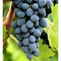 Виноград Молдова