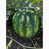 Продам кавуни