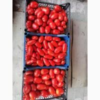 Продам помідори сорт Діно Улісе